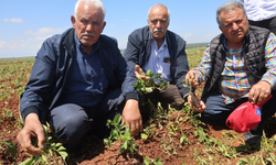 Hatay’da dolu felaketi: 6 bin dönüm tarım arazisi zarar gördü