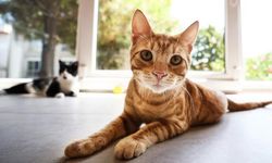 İzmir’de korkunç olay! 33 kedi ölü bulundu