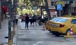 Sahibinden kaçan dana korku dolu anlar yaşattı!