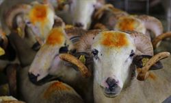 Kurban ibadetiyle ilgili doğru bilinen yanlışlar