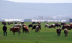 Kurbanlık alacaklar dikkat! Sosyal medyada yeni dolandırıcılık yöntemi