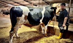 Paşa görenleri şaşkına çevirdi! 1.2 tonluk kurbanlık araba fiyatına satıldı