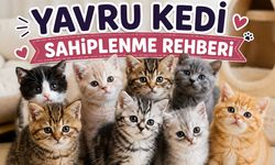 Yavru Kedi Sahiplenme Sitesi Rehberi: Güvenilir Platform Nasıl Seçilir?