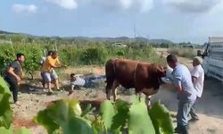 Kurbanlık boğa ortalığı karıştırdı! Bir tekmeyle yere savurdu
