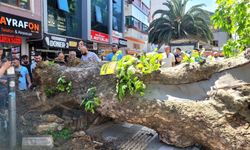 Bursa'da korku dolu anlar: Tarihi çınar yola devrildi