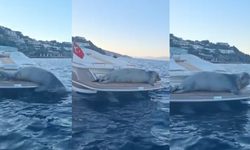 Akdeniz fokunun keyifli anları görüntülendi