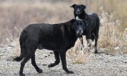 Bakanlıktan “sahipsiz köpek” hamlesi! 3 belediye başkanı hakkında işlem başlatıldı
