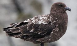 Avustralya ana karasında ilk H5N1 kuş gribi vakası şüphesi