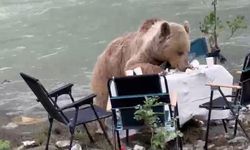 Tunceli'de ayı piknik keyfi yaptı