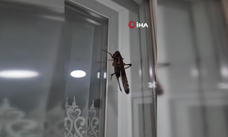 İstanbul'da görülen iri çekirgeler vatandaşları şaşırttı