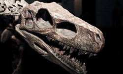 Zimbabve'de 210 milyon yıllık yeni bir dinozor türü keşfedildi