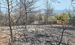 Bilecik’te ormanlık alanda çıkan yangın kontrol altın alındı