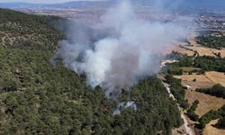 Bolu'da orman yangını