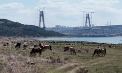 İstanbul’da endişelendiren görüntü! Eski ev kalıntıları ortaya çıktı, hayvanlar otlamaya başladı