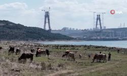 İstanbul’da endişelendiren görüntü! Eski ev kalıntıları ortaya çıktı, hayvanlar otlamaya başladı