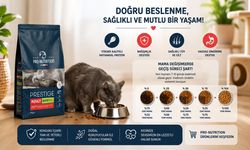 Uzmanlardan Uyarı: Kedilerde Mama Değişimi Aniden Yapılmamalı