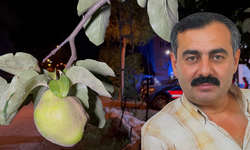 Gurbetçi yeğen, ağacın dalını kestiği için amcasını öldürdü