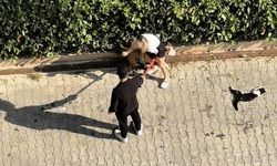 Pitbull kediyi parçaladı, sahibi pes dedirtti! 'Polisi aramayın' diye yalvardı