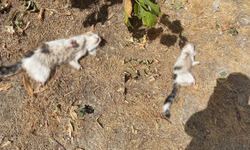 Esnafın beslediği kedi bacakları kesilmiş halde bulundu
