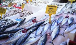 Karadeniz'de palamut patlaması: Tanesi 80 TL