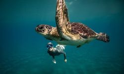 Şahika Ercümen bu kez caretta carettalarla daldı