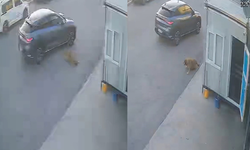 Yürek sızlatan görüntü! Köpeğe çarpıp yoluna devam etti