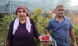Yarım dönüm araziyi kazanca dönüştürdü! Kilosunu 500 liradan satıyor