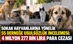 Sokak hayvanlarına yönelik 55 derneğe usulsüzlük incelemesi