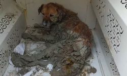 İzmir’de çamur depolama alanına düşen köpeği AFAD ekipleri kurtardı