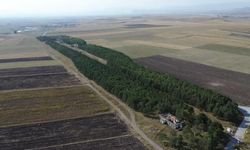 COP31'e örnek bir hikaye! 55 yıl önce diktiği fidanların ormana dönüşmesini gururla izliyor