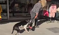 Sokakta kedi parçalayan köpeğin sahibine 95 bin TL ceza kesildi