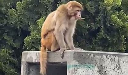 Maymun firarda: Kimi telefona sarıldı, kimi yakalamaya çalıştı