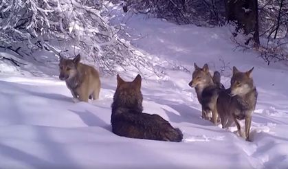 Uludağ Milli Parkı’ndaki kurtlar fotokapana yakalandı