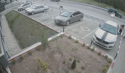 Çocuklarını okula götürürken başıboş köpek sürüsü saldırdı