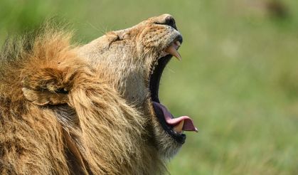 Kenya’daki Maasai Mara doğal yaşam alanı