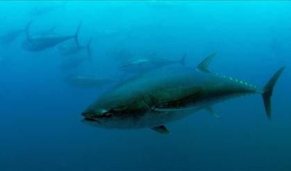 Mavi yüzgeçli orkinos kotası 3 bin 95 tona yükseldi