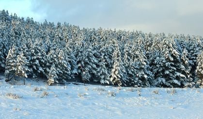 Sarıçam ormanları beyaza büründü, büyüleyici manzara oluştu