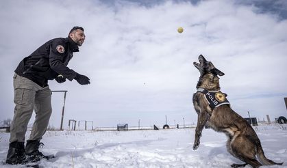 Erzurum’da dedektör köpekler operasyonlara hazırlanıyor