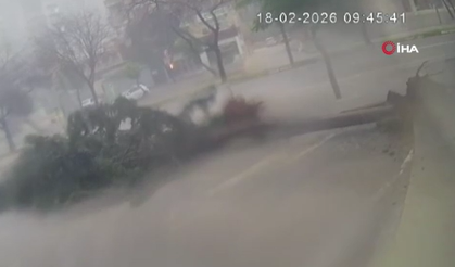 Adana’da fırtına dev ağaçları kökünden söktü: O anlar kamerada