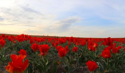 Koruma altındaki bozkır laleleri doğayı kırmızıya boyadı