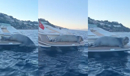 Akdeniz fokunun keyifli anları görüntülendi