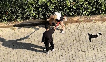 Pitbull kediyi parçaladı, sahibi pes dedirtti! 'Polisi aramayın' diye yalvardı