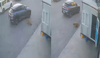 Yürek sızlatan görüntü! Köpeğe çarpıp yoluna devam etti