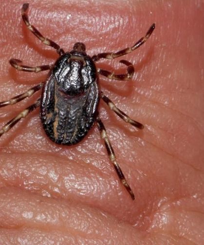 Sivas'ta kene vakaları sürüyor! 13 hastanın tedavisi devam ediyor