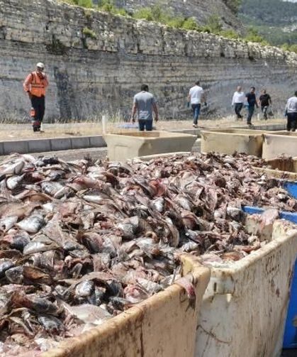 15 ton balık atığı yola saçıldı