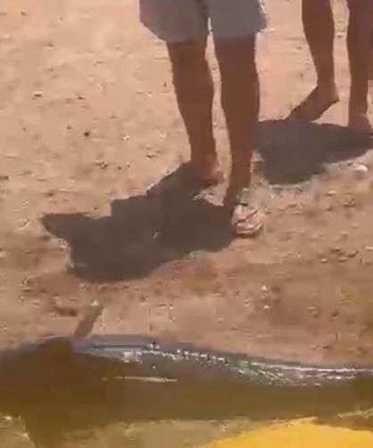 Kılıç balığını alıp sahile çıkaran şahsa idari para cezası