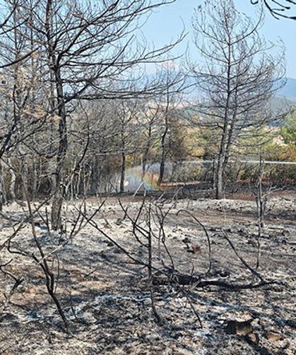 Bilecik’te ormanlık alanda çıkan yangın kontrol altın alındı