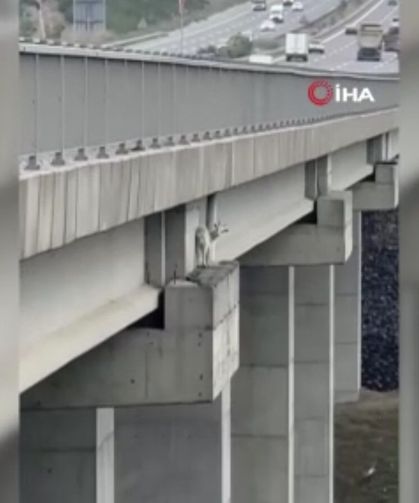Kuzey Marmara Otoyolu'nda mahsur kalan keçiyi itfaiye kurtardı