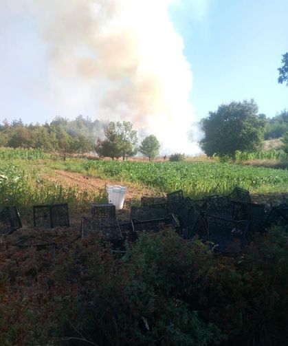 Bursa’da orman yangını! Havadan ve karadan müdahale başlatıldı