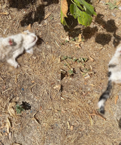 Esnafın beslediği kedi bacakları kesilmiş halde bulundu